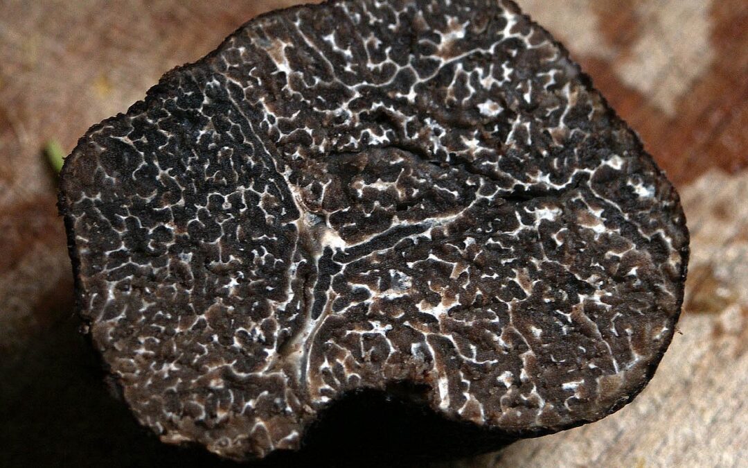 Truffle facial moisturizer